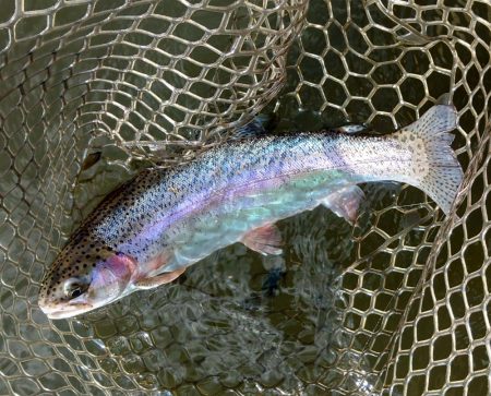 みんな釣るなあ 大安トラウトレイク